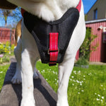 DODDLE FOR DOGS Hundegeschirr mit integrierter Leine (bis27kg)