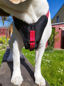 DODDLE FOR DOGS Hundegeschirr mit integrierter Leine (bis27kg) catzndogs
